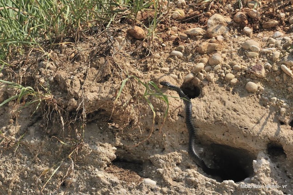 Il caparbio: predazione di biacco (foto-racconto)